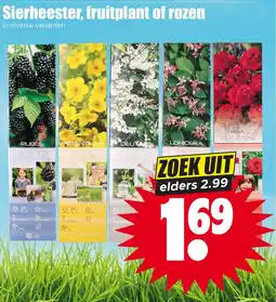 Dirk Sierheester, fruitplant of rozen aanbieding