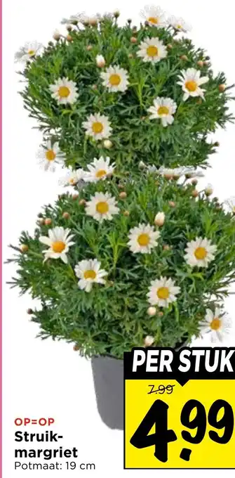 Vomar Voordeelmarkt Struik- margriet aanbieding