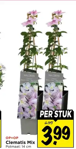 Vomar Voordeelmarkt Clematis Mix aanbieding