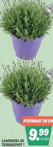 Dekamarkt MANDEVILLE aanbieding