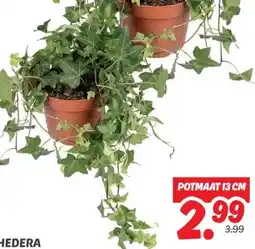 Dekamarkt HEDERA aanbieding