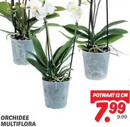 Dekamarkt ORCHIDEE MULTIFLORA aanbieding