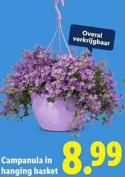 Lidl Campanula in hanging basket aanbieding
