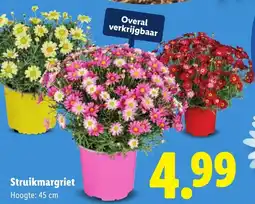 Lidl Struikmargriet aanbieding