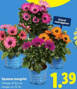 Lidl Spaanse margriet aanbieding
