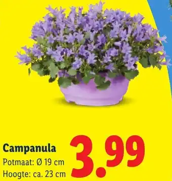 Lidl Campanula aanbieding