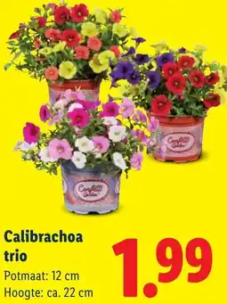 Lidl Calibrachoa trio aanbieding
