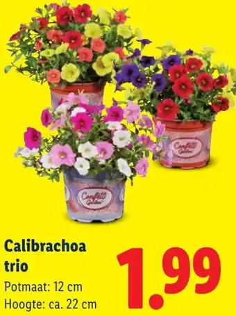 Lidl Calibrachoa trio aanbieding