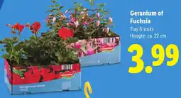 Lidl Geranium of Fuchsia aanbieding