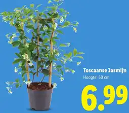 Lidl Toscaanse Jasmijn aanbieding