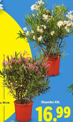 Lidl Oleander XXL aanbieding
