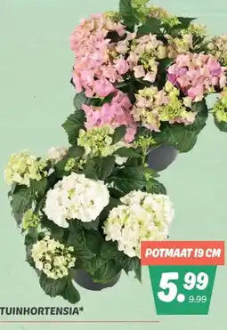 Dekamarkt TUINHORTENSIA aanbieding
