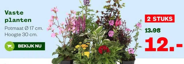 cherry parfait rose plant Cherry Parfait Grandiflora Rose Cuttings main image 0