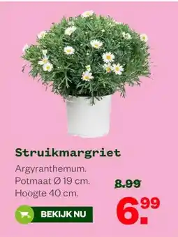 Welkoop Struikmargriet aanbieding
