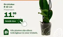 Welkoop Orchidee aanbieding