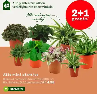 Welkoop Alle mini plantjes aanbieding