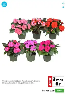 Intratuin Vlijtig liesje (Impatiens ‘New Guinea’). Diverse kleuren, hoogte 25 cm, potmaat 13 cm. aanbieding
