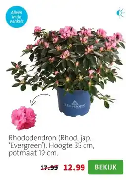 Intratuin Rhododendron (Rhod. jap. ‘Evergreen’). Hoogte 35 cm, potmaat 19 cm. aanbieding