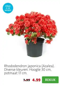 Intratuin Rhododendron japonica (Azalea). Diverse kleuren. Hoogte 30 cm, potmaat 17 cm. aanbieding