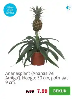 Intratuin Ananasplant (Ananas ‘Mi Amigo’). Hoogte 30 cm, potmaat 9 cm. aanbieding