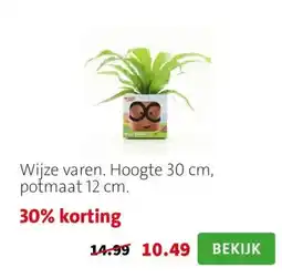 Intratuin Wijze varen. Hoogte 30 cm, potmaat 12 cm. aanbieding