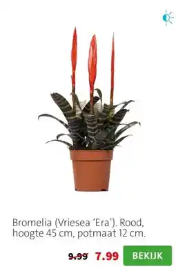 Intratuin Bromelia (Vriesea ‘Era’). Rood, hoogte 45 cm, potmaat 12 cm. aanbieding