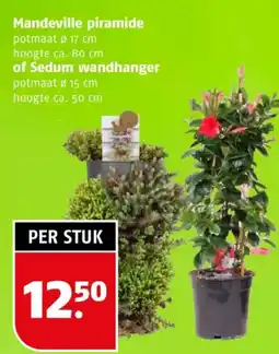 Poiesz Mandeville piramide of Sedum wandhanger aanbieding