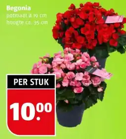 Poiesz Begonia aanbieding