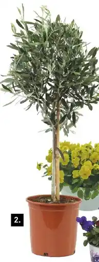 Karwei Olea Europaea op stam aanbieding