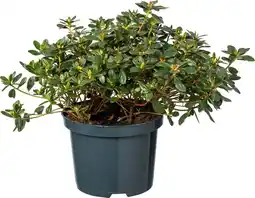 Intratuin Japanse Azalea (Rhododendron japonica) D 17 H 30 cm aanbieding