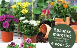 Deka Tuin Spaanse margriet aanbieding