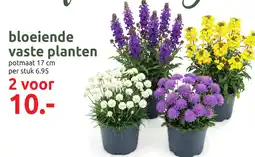Deka Tuin Bloeiende vaste planten aanbieding