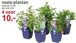 Deka Tuin Vaste planten aanbieding