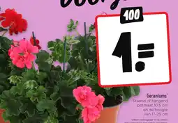 Jumbo Geraniums aanbieding