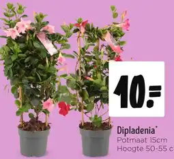 Jumbo Dipladenia aanbieding