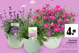 Jumbo Bloeiende tuinplanten aanbieding