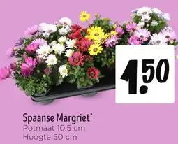 Jumbo Spaanse Margriet aanbieding