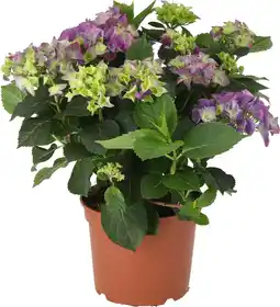 Intratuin Hortensia (Hydrangea macrophylla) paars D 21 H 40 cm aanbieding