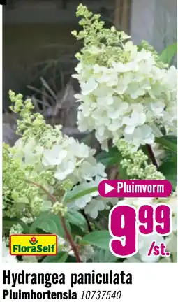 Hornbach FLORASELF Pluimhortensia Hydrangea Paniculata potmaat Ø 19 cm H 30-40 cm aanbieding