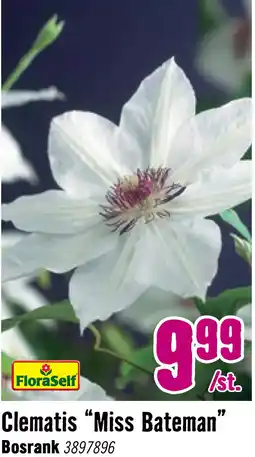Hornbach FLORASELF Klimplant clematis miss bateman 2,3 l wit 53-70 cm Wit aanbieding