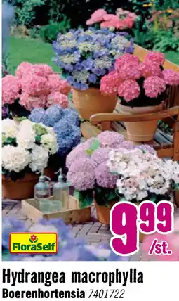 Hornbach FLORASELF Hortensia Hydrangea Macrophylla Ø 23 cm H 25 - 30 cm aanbieding