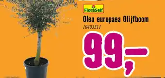 Olijfboom Olea europaea potmaat Ø 54 cm H 160 cm