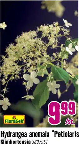 Hornbach FLORASELF Klimplant hydrangea petiolaris 2,3 l 53-70 cm aanbieding