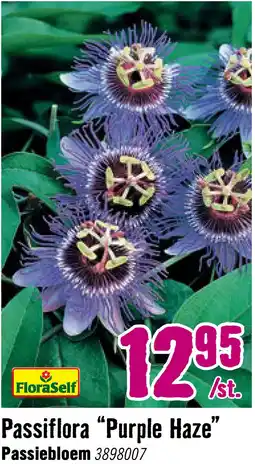 Hornbach FLORASELF Klimplant passiflora purple haze 2,3 l 53-70 cm Lila aanbieding