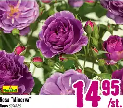 Hornbach FLORASELF® Rozenstruik minerva violet aanbieding