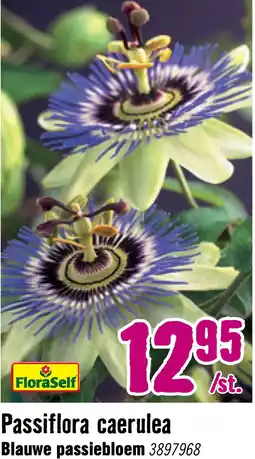 Hornbach FLORASELF Klimplant passiflora caerulea 2,3 l 53-70 cm Blauw aanbieding