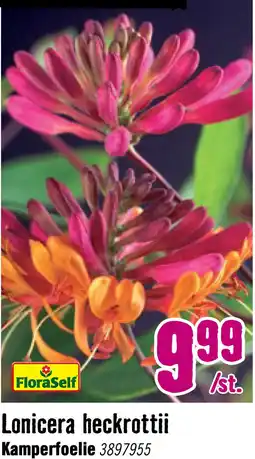 Hornbach FLORASELF Klimplant lonicera heck. goldflame 2,3 l 53-70 cm Roze aanbieding