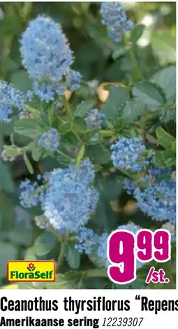 Hornbach FLORASELF Kruipende herfstsering Ceanothus Repens potmaat Ø 17 cm H 20-30 cm aanbieding