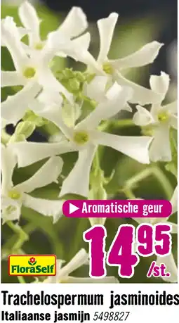 Hornbach FLORASELF® Sterjasmijn trachelosperum 'jasminoides' potmaat Ø16 cm aanbieding
