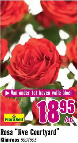 Hornbach FLORASELF Klimroos Rosa 'Jive' Courtyard potmaat Ø 14 cm H 90-110 cm aanbieding